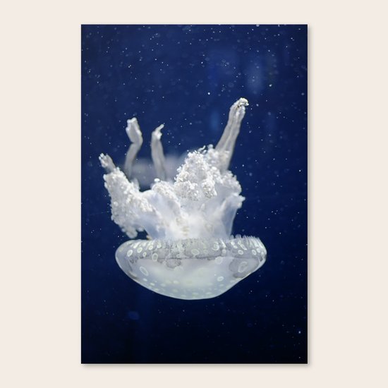 Jellyfish Canvas Print