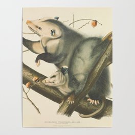 Vintage Illustration of Mother and Baby Possum - John James Audubon - 1840 Poster