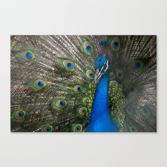 Haute Peacock Canvas Print