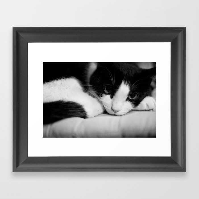Cat black and white Framed Art Print