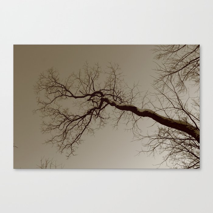 Spooky Gnarly Forest 2013 #2 Canvas Print