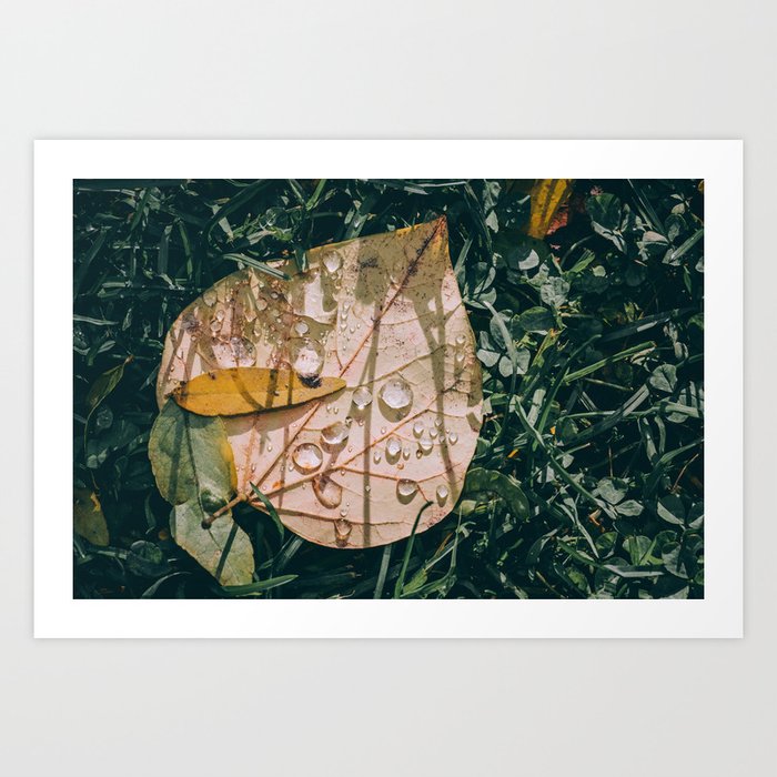 Autumn Rain, Nature Photography Art Print