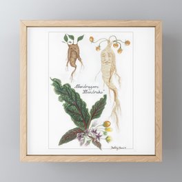 Mandrake Botanical Art Framed Mini Art Print