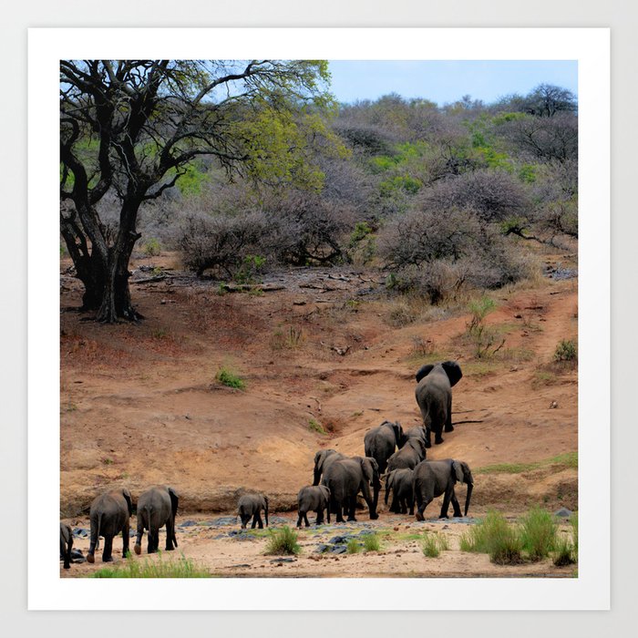 South Africa Photography - A Herd Of Elephants Art Print