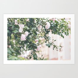 Roses in the West Village - NYC Photography Art Print