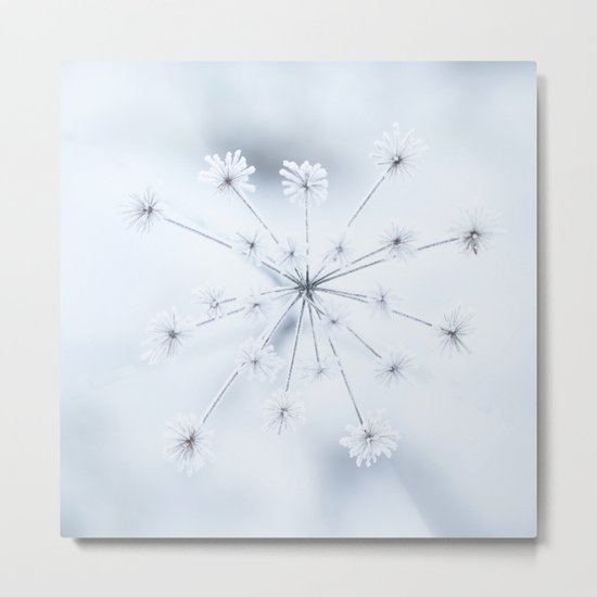 Beautiful Dry Flower with Ice Crystals #decor #buyart #society6 Metal Print