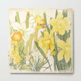 Vintage Floral Paper:  Spring Flowers on Shabby White -Daffodils Metal Print