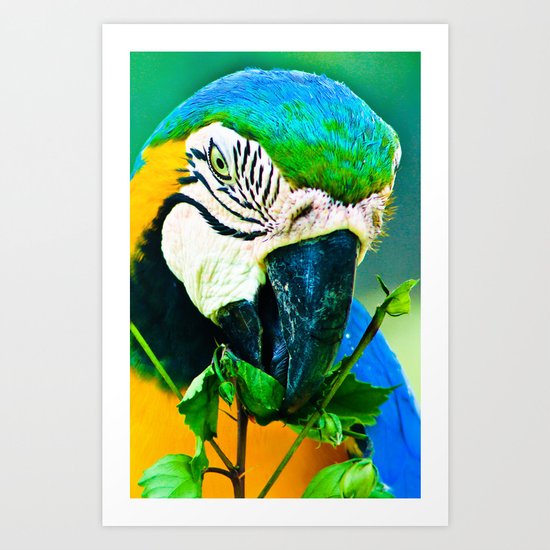 Parrot Art Print
