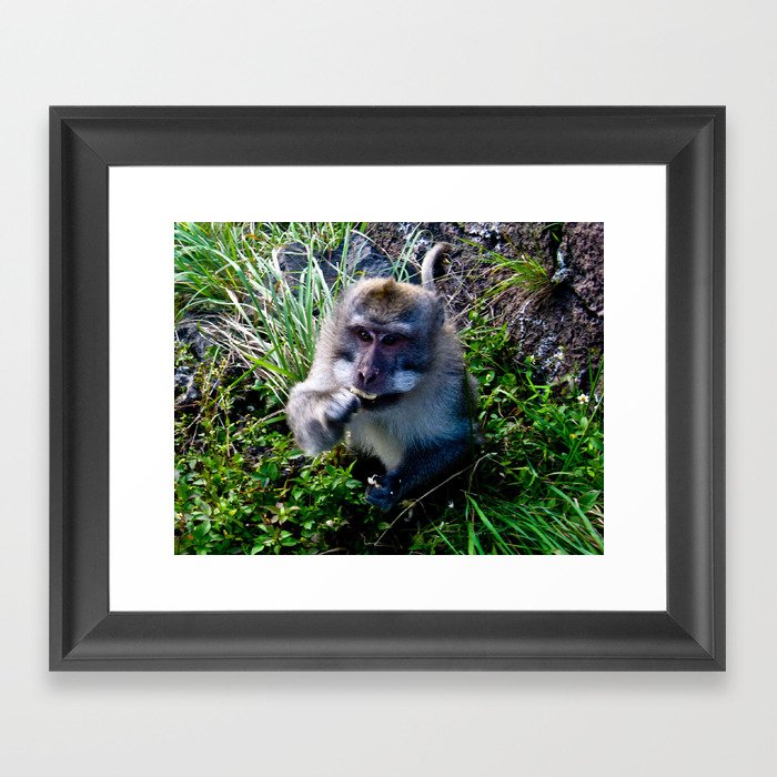 Indonesia monkey  Framed Art Print
