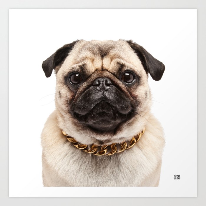 Pug sales dog chain