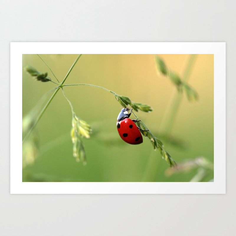 Ladybug Close Up Art Print By Thankyou Society6