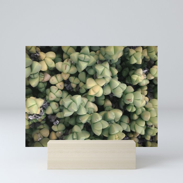 Succulent 2 - Ice Plant Mini Art Print