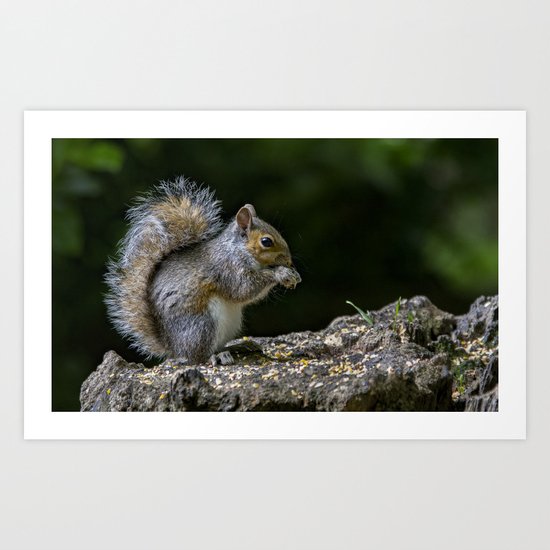 Squirrel Art Print