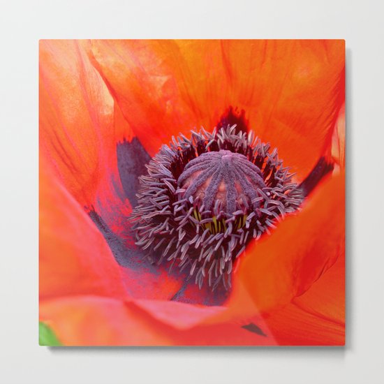 poppy macro IV Metal Print