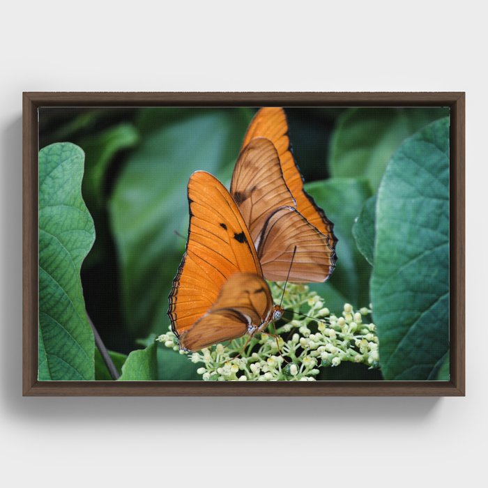 Butterflies Framed Canvas