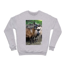 Curious Goat Facing Camera  Crewneck Sweatshirt