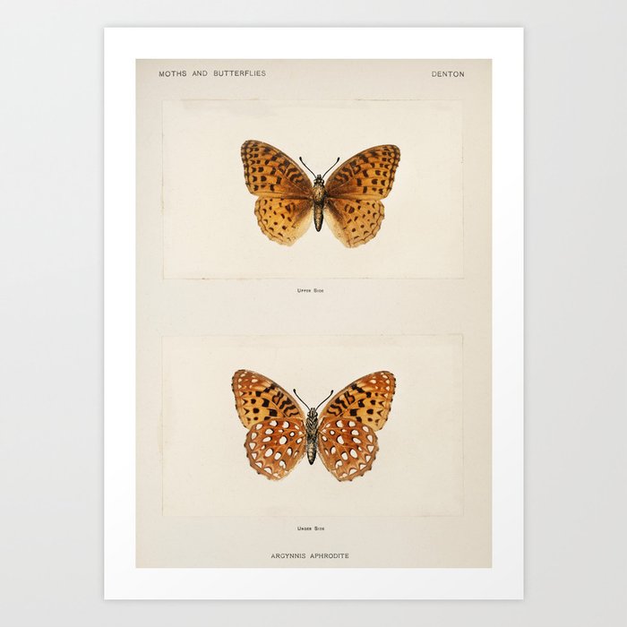 Moths by Denton Art Print