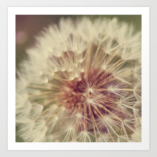 Dandelion Art Print
