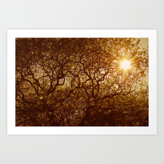 Shining through the trees Art Print