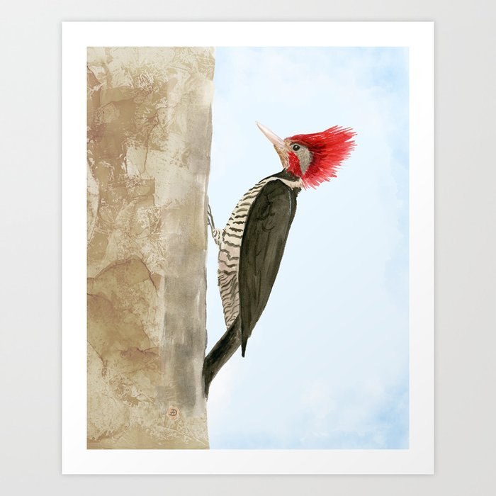 The Helmeted Woodpecker - A woodland bird with red crest Art Print