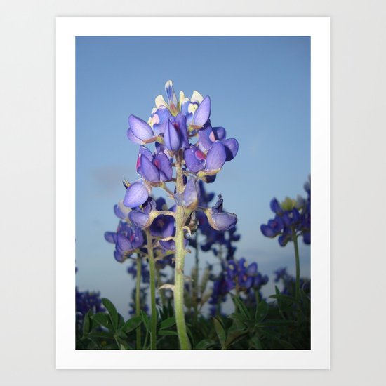 Bluebonnets Art Print