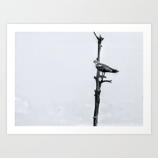 Lonely Perch Art Print