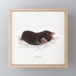 European mole scientific illustration art print Framed Mini Art Print