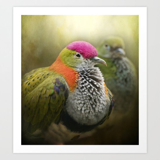 Superb Fruit Dove Art Print