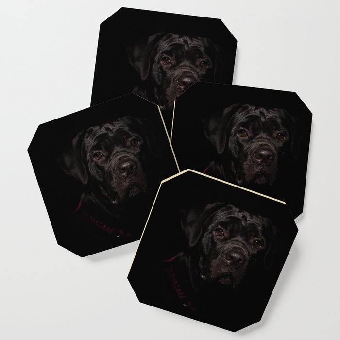 Cane Corso Puppy Low Key Animal / Dog Photograph Coaster And More