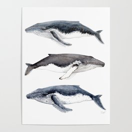 Humpback whales Poster