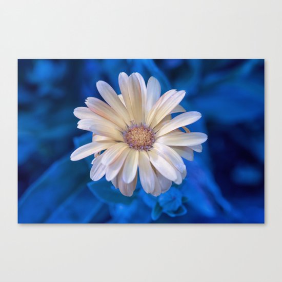 Yellow Flower Canvas Print
