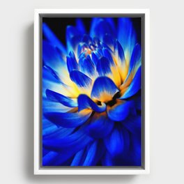 Dahlia Flower In Royal Blue Framed Canvas