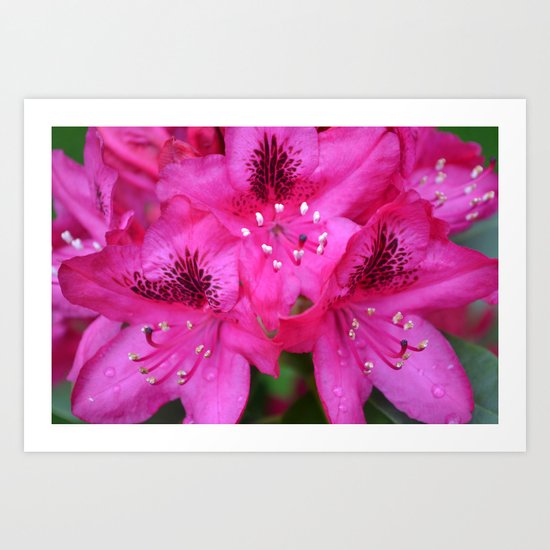 Flowers from Paradise Art Print