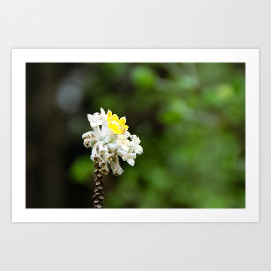 Oriental Paperbush Flower Art Print
