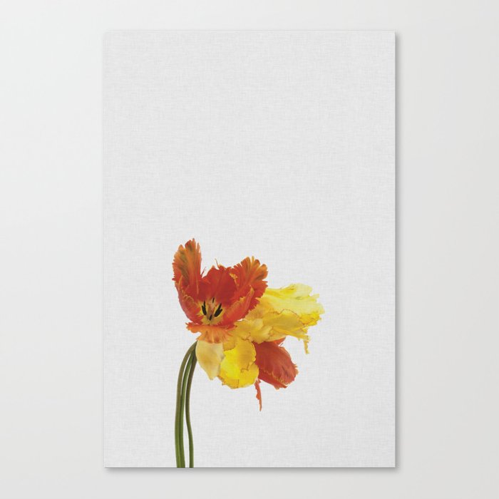 Tulip Still Life Canvas Print
