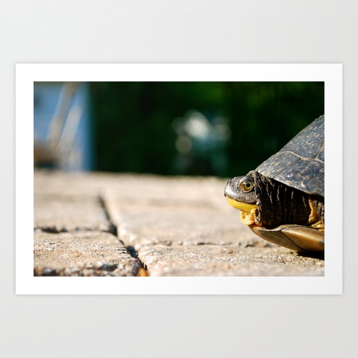 friendly turtle Art Print