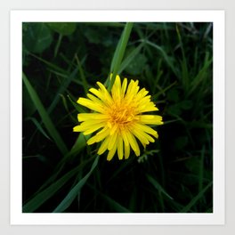 Orange Dandelion 4 -diente de leon Art Print | Corolla, Summer, Plantas, Petal, Nature, Dientedeleon, Flower, Plant, Flor, Country 