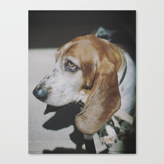 Tilly the wonderdog... Canvas Print