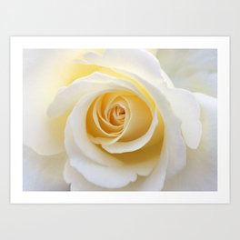 Yellow Rose | Flower Photography | Spring | Summer | Art Prints Art Print