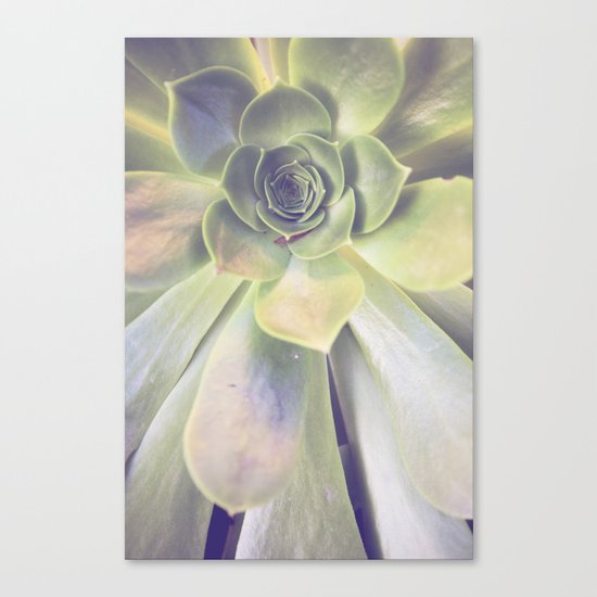 Succulent II Canvas Print
