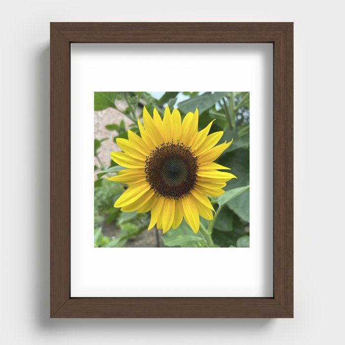 Sunflower Recessed Framed Print