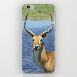South Africa Photography - Beautiful Puku Standing By The Sea iPhone Skin