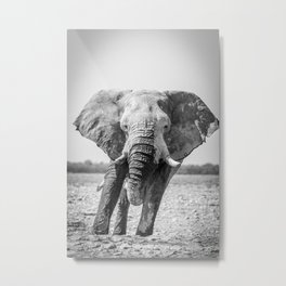 B&W Elephant 5 Metal Print