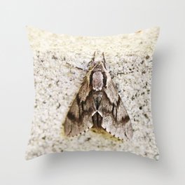 Pine hawkmoth on granite stone Throw Pillow