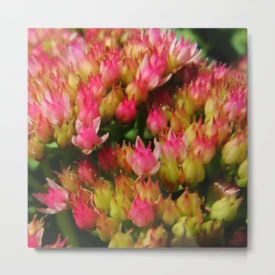 buds of pink flowers Metal Print