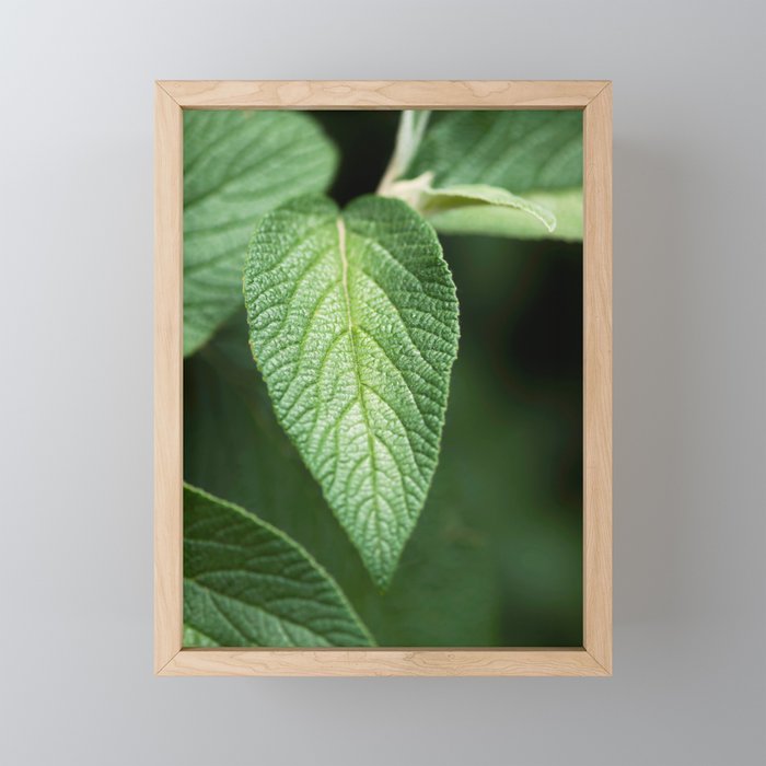 Textured Sage Leaf Framed Mini Art Print