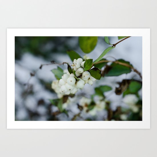 Snowberry IV Art Print