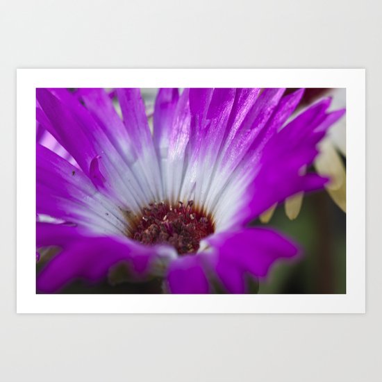 Mesembryanthemum 4 Art Print