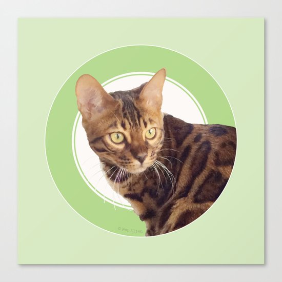 Boris the cat - Boris le chat Canvas Print