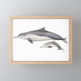 Australian humpback dolphin (Sousa sahulensis) with baby Framed Mini Art Print